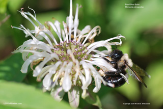 Monarda clinopodia