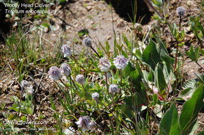 Trifolium eriocephalum