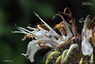 Monarda clinopodia