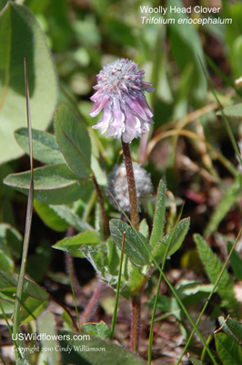 Trifolium eriocephalum