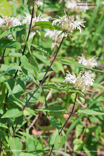 Monarda clinopodia