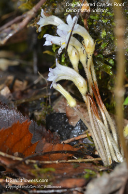 Orobanche uniflora