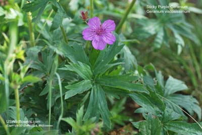 Geranium viscosissimum