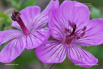 Geranium viscosissimum