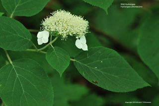 Hydrangea arborescens