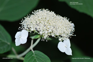 Hydrangea arborescens