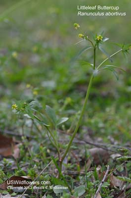 Ranunculus abortivus