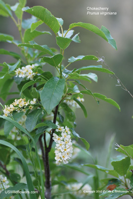 Prunus virginiana