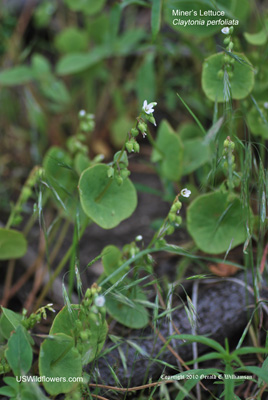 Claytonia perfoliata