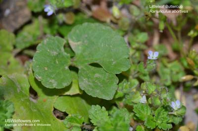 Ranunculus abortivus