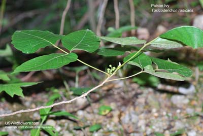 Toxicodendron radicans