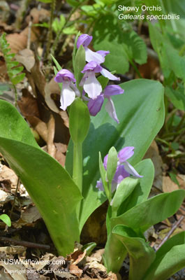 Galearis spectabilis