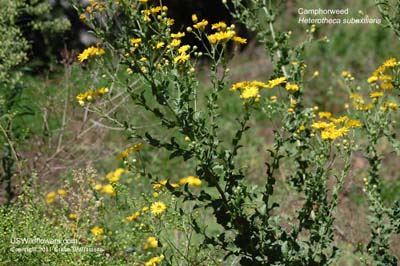 Heterotheca subaxillaris