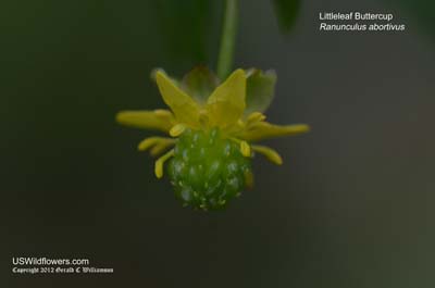 Ranunculus abortivus