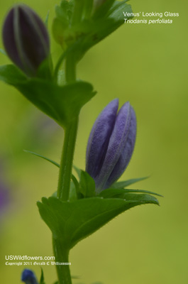 Triodanis perfoliata