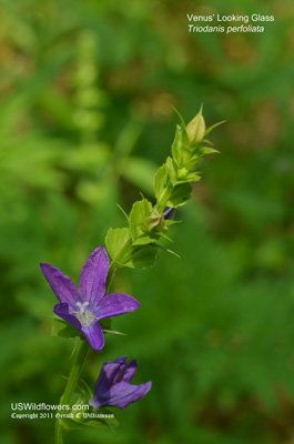 Triodanis perfoliata