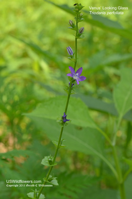 Triodanis perfoliata