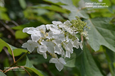 Hydrangea quercifolia