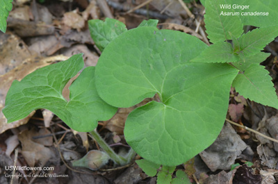 Asarum canadense