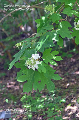 Hydrangea quercifolia