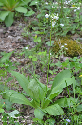 Dodecatheon meadia