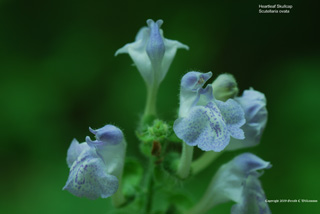 Scutellaria ovata