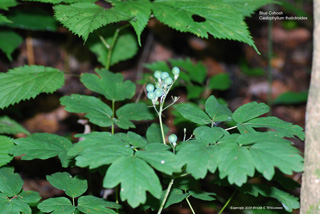 Caulophyllum thalictroides