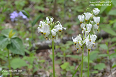 Dodecatheon meadia