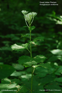 Arnoglossum reniforme