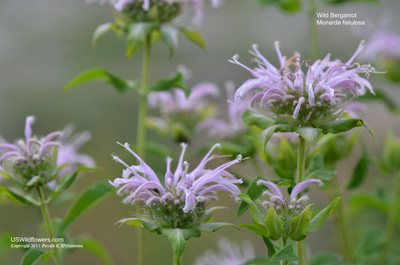 Monarda fistulosa