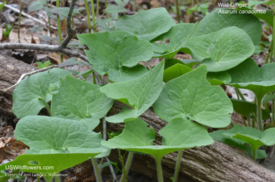 Asarum canadense