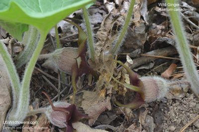 Asarum canadense