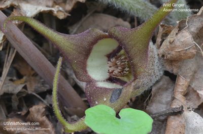 Asarum canadense