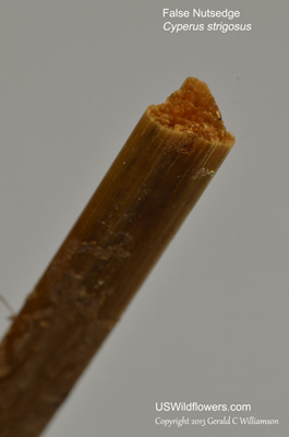 Cyperus strigosus