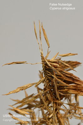 Cyperus strigosus