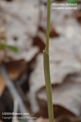 Uvularia puberula