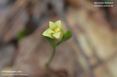 Uvularia puberula