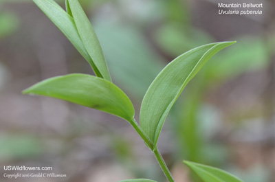 Uvularia puberula