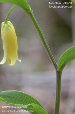 Uvularia puberula