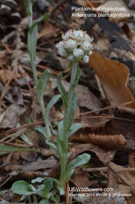 Antennaria plantaginifolia