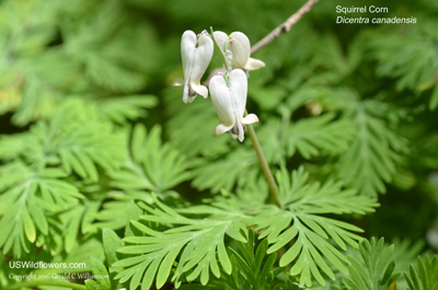 Dicentra canadensis