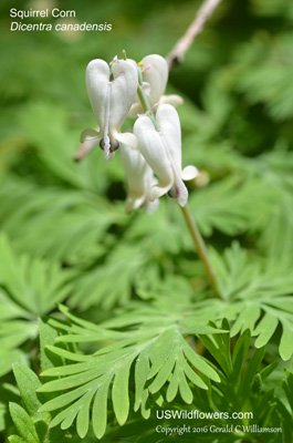 Dicentra canadensis