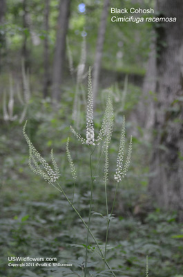 Cimicifuga racemosa