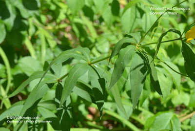 Coreopsis major