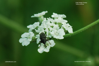 Torilis arvensis