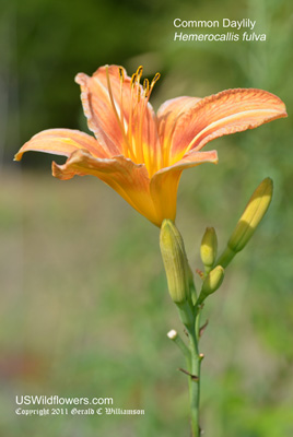 Hemerocallis fulva