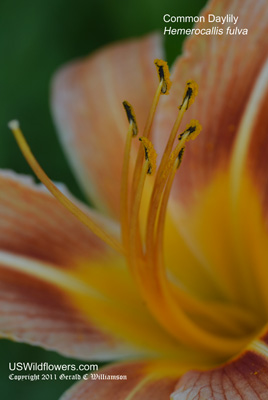 Hemerocallis fulva