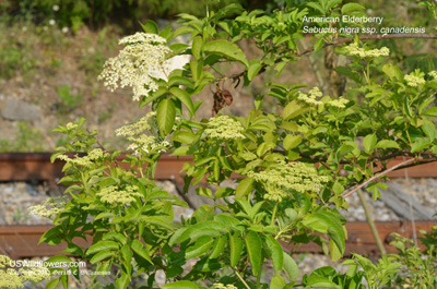 Sambucus nigra ssp canadensis