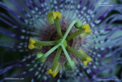 Passiflora incarnata