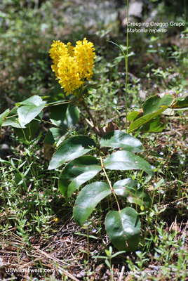 Mahonia repens